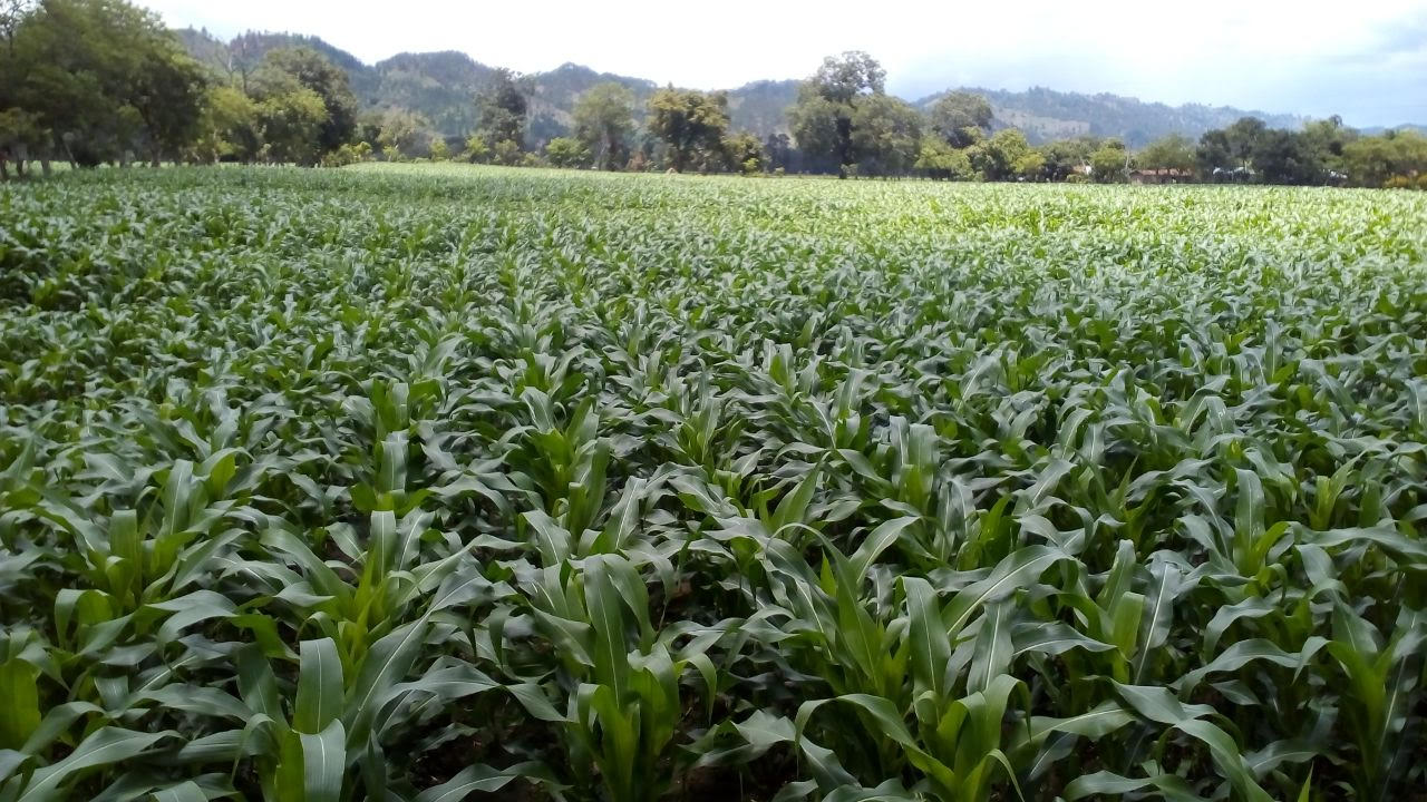 Productores2